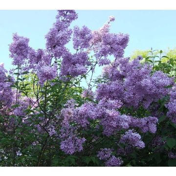 Árbol de Júpiter Violacea - Lagerstroemia indica