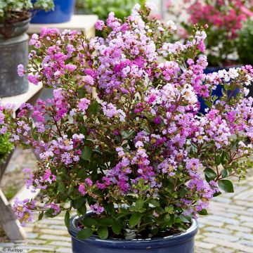 Árbol de Júpiter Eternal With Love - Lagerstroemia indica