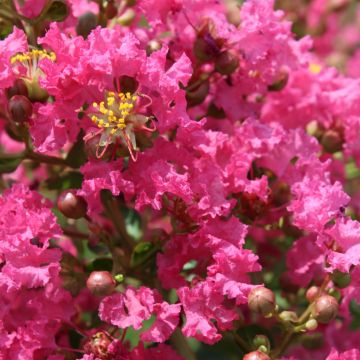 Árbol de Júpiter Yang Tse - Lagerstroemia indica