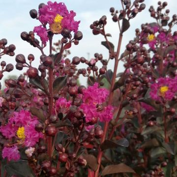 Árbol de Júpiter Rhapsody In Blue - Lagerstroemia indica