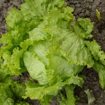 Lechuga Batavia de Pierre Bénite