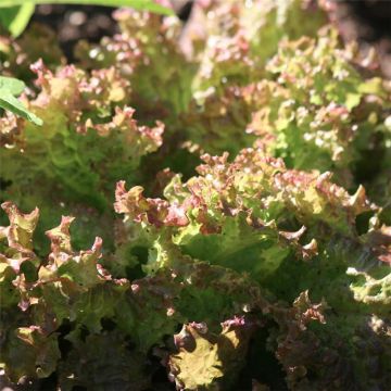 Lechugas Lollo Rossa Bio - Ferme de Sainte Marthe