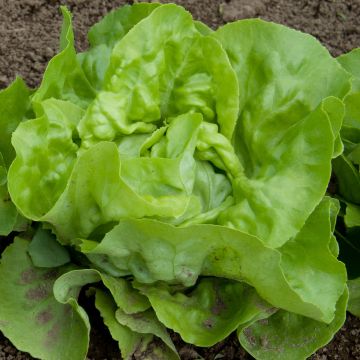 Lechuga Grand-mère à feuilles rouge