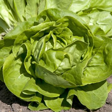 Lechuga Gustav's Salad