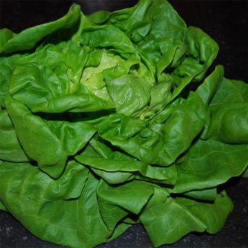 Lechuga Lilloise