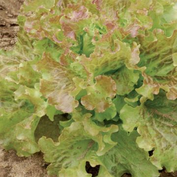 Lechuga Saint Antoine Bio - Ferme de Sainte Marthe