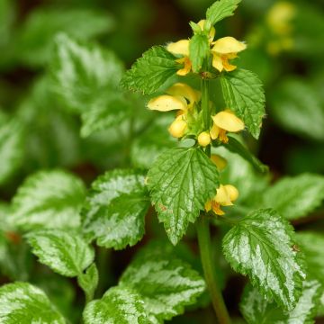 Lamium galeobdolon - Arcángel amarillo