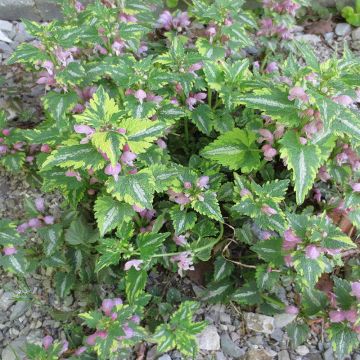 Lamium maculatum Anne Greenaway