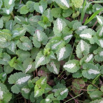 Lamium maculatum Album