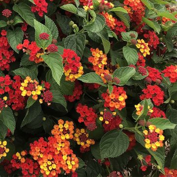 Lantana camara Bloomify Red