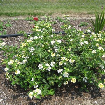 Lantana camara Chapel Sunny Side Up