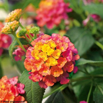 Lantana camara Calippo Tutti Frutti