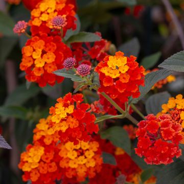 Lantana camara Shamrock Red