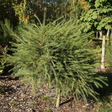 Larix decidua Compacta - European Larch, Common Larch