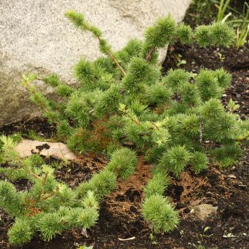 Larix decidua Krejča Mutation  - European Larch, Common Larch, Deciduous Larch