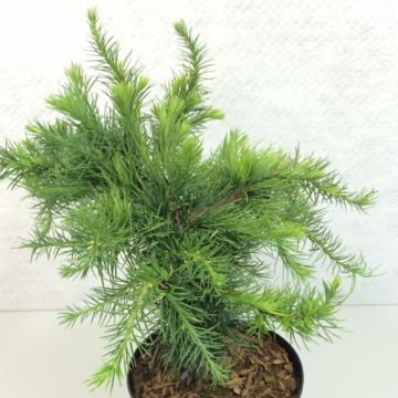 Larix decidua Little Bogle - Alerce europeo