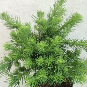 Larix kaempferi Blue Dwarf - Alerce del Japón