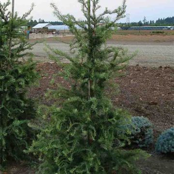 Larix kaempferi Diana - Alerce del Japón