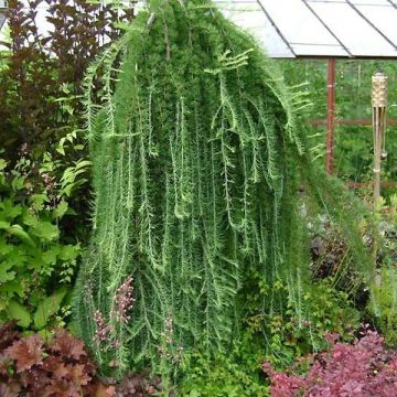 Alerce del Japón llorón Stiff Weeping - Larix kaempferi