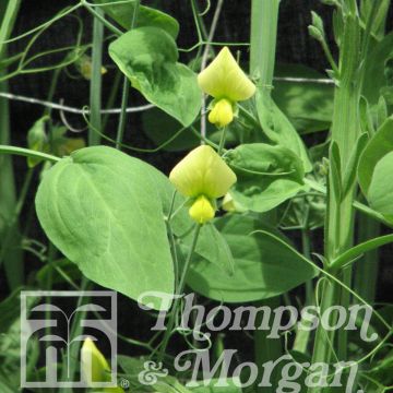 Lathyrus cloranthus Lemonade