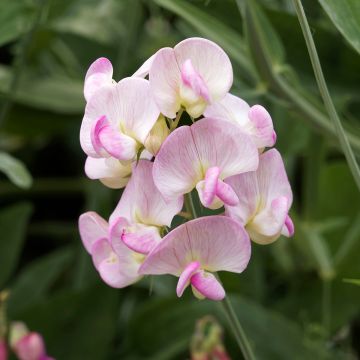 Lathyrus latifolius Pink Pearl - Albejana