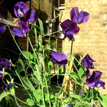 Guisante de olor Matucana - Lathyrus odoratus