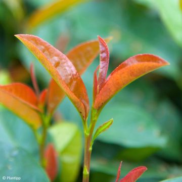 Laurel cerezo Copperbell - Prunus laurocerasus