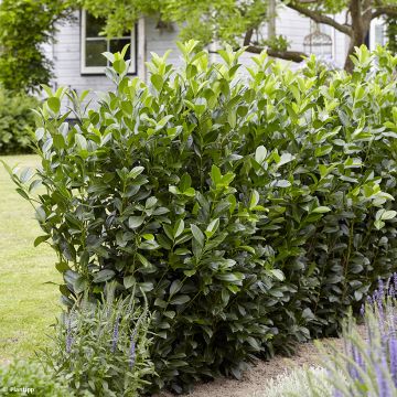 Laurel cerezo Obelisk - Prunus laurocerasus