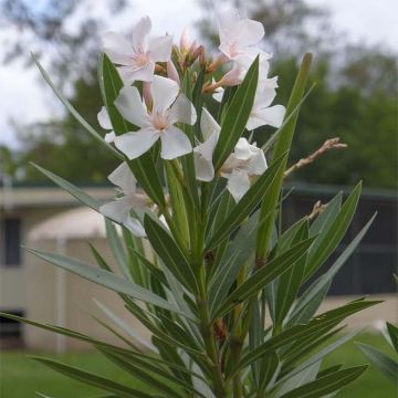 Adelfa blanca - Nerium oleander Alsace