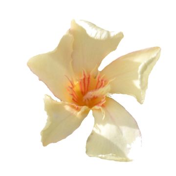 Adelfa amarilla - Nerium oleander Angiolo Pucci