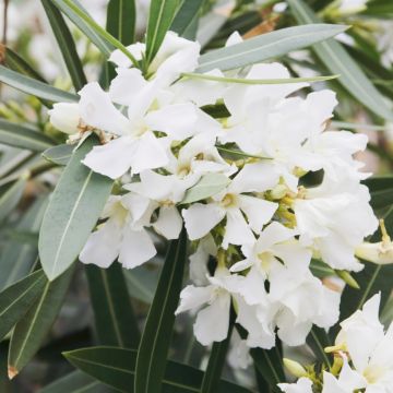 Adlefa blanca- Nerium oleander White