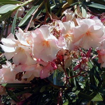 Adlefa - Nerium oleander Provence