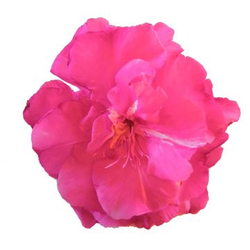 Adlefa rosa plena - Nerium oleander Roseum Plenum