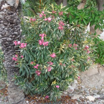 Adlefa - Nerium oleander Variegata