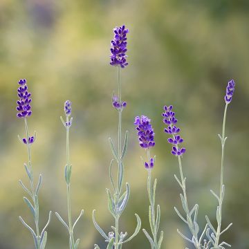 Lavanda angustifolia Hidcote (semillas)