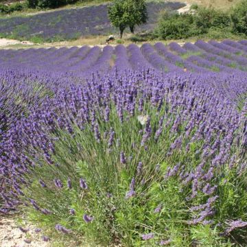 Lavanda - Lavandula officinalis