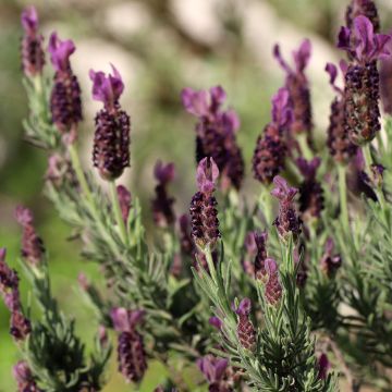 Lavanda stoechas Bandera Deep Purple - Cantueso