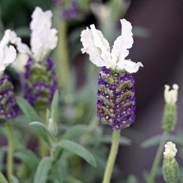 Lavanda stoechas Bandera White - Cantueso