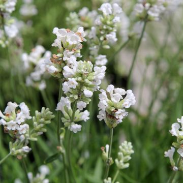 Lavanda angustifolia Alba