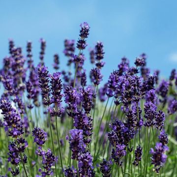 Lavanda angustifolia Siesta