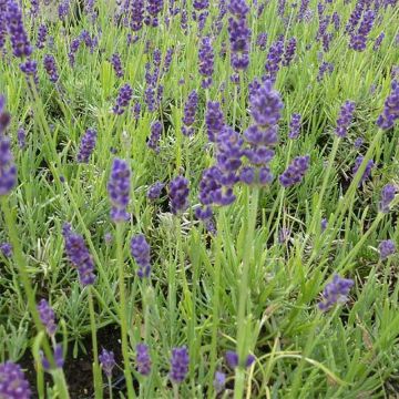 Lavanda angustifolia Twickel Purple