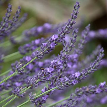 Lavanda intermedia Grosso - Lavandín