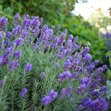 Lavanda intermedia Dutch Group - Lavandín