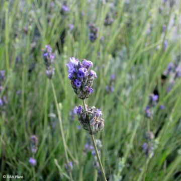 Lavanda aspic - Lavandula latifolia