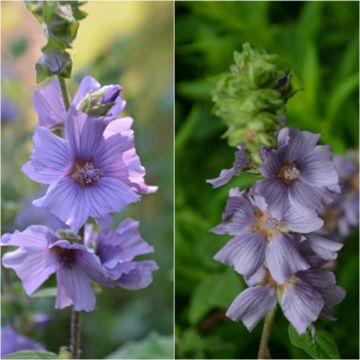 Lavatera Blue Bird