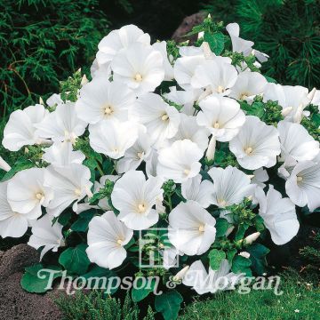 Malva real Twins Cool White