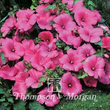 Malva real Twins Hot Pink