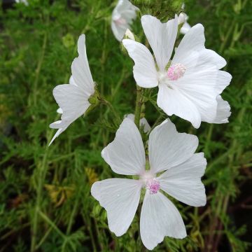 Lavatera White Angel