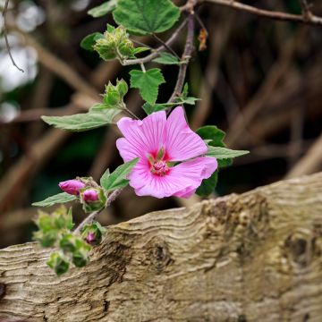 Lavatera Candy Floss