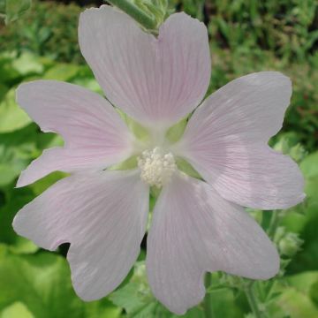 Lavatera Sweet Dreams